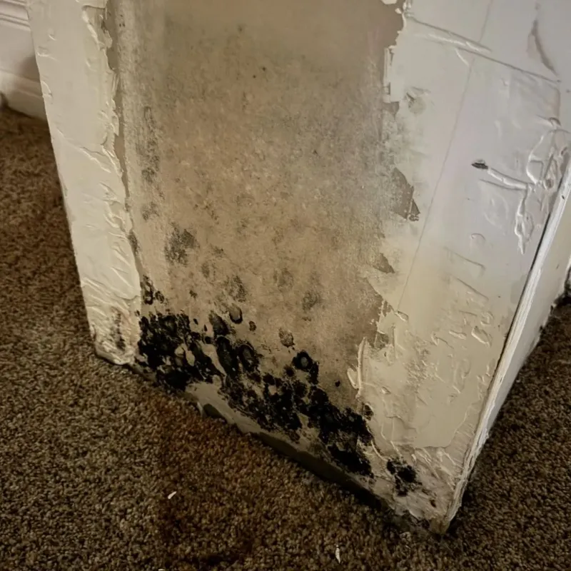 Professional Mold Removal in Eureka, CA